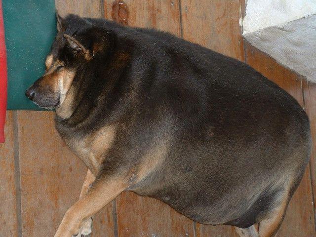 รูปภาพ:http://www.aaanything.net/wp-content/uploads/2011/07/fat_dog.jpg