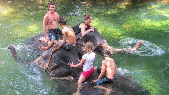 รูปภาพ:https://media-cdn.tripadvisor.com/media/photo-s/04/53/48/9a/ban-chang-thai-elephant.jpg