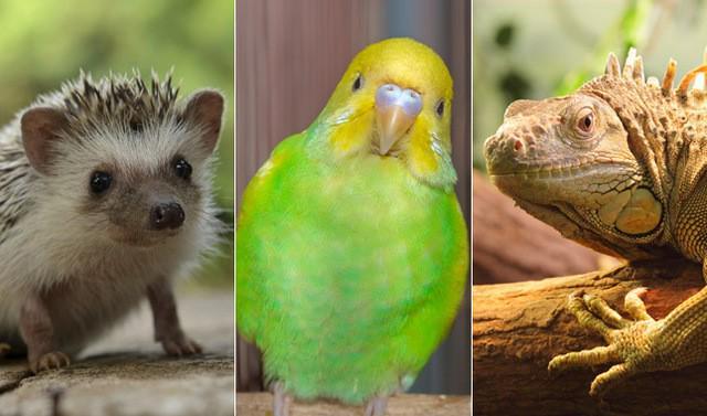 รูปภาพ:https://vetstreet-brightspot.s3.amazonaws.com/62/b8/d88ec78747bbbf39e1b2a3157434/exotic-pets-thinkstock-645.jpg