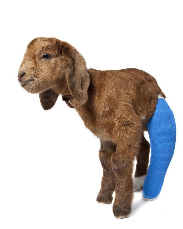 รูปภาพ:http://static.boredpanda.com/blog/wp-content/uploads/2015/08/Baby-Goat-from-RSPCA-broken-leg1__880.jpg