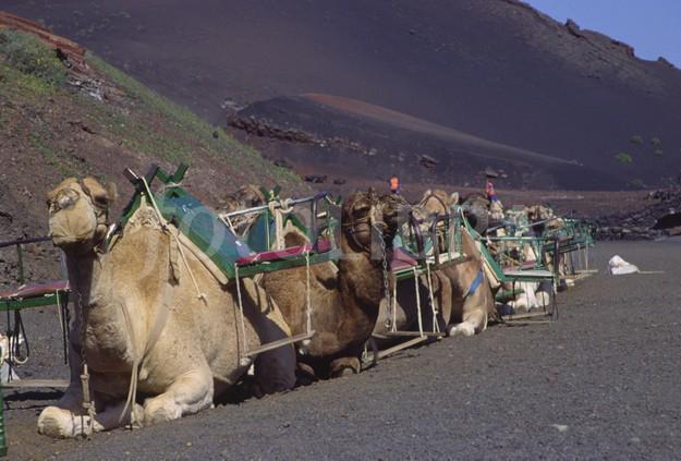 รูปภาพ:http://gb.fotolibra.com/images/previews/28813-camels-resting-at-timanfaya-volcano-lanzarote.jpeg