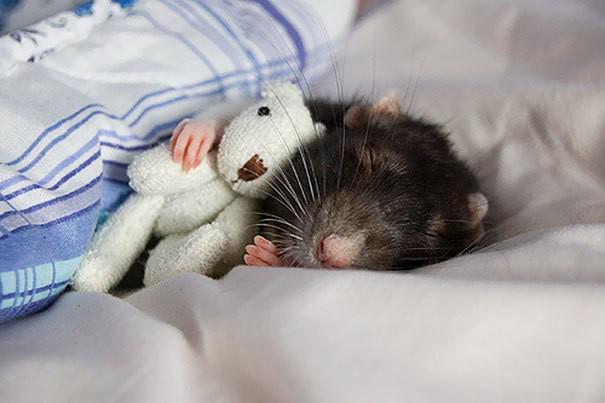 รูปภาพ:http://static.boredpanda.com/blog/wp-content/uploads/2017/04/animals-sleeping-cuddling-stuffed-toys-101-58ef80e52dc18__605.jpg