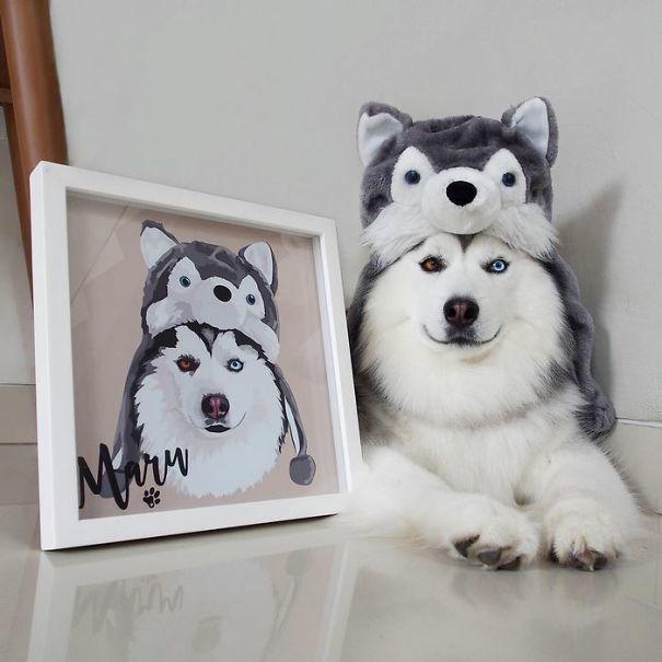 รูปภาพ:http://static.boredpanda.com/blog/wp-content/uploads/2017/04/husky-look-like-panda-maru-6-58fdc0369f1bf__605.jpg