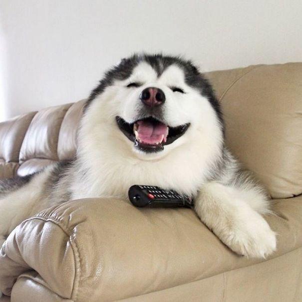 รูปภาพ:http://static.boredpanda.com/blog/wp-content/uploads/2017/04/husky-look-like-panda-maru-46-58fdc093d523c__605.jpg