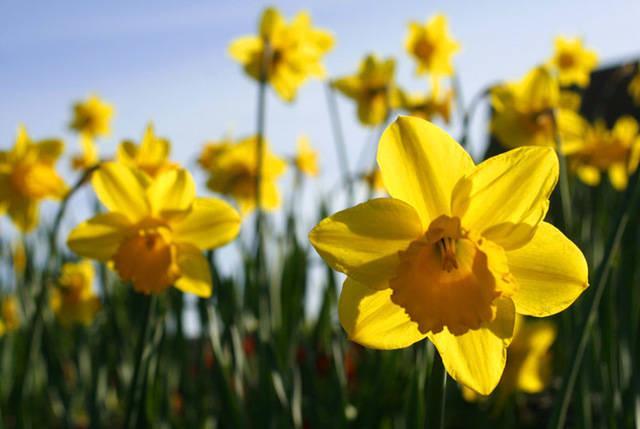 รูปภาพ:https://upload.wikimedia.org/wikipedia/commons/e/e2/Spring_daffodils.jpg