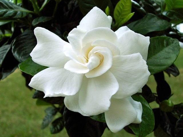 รูปภาพ:http://highaltitudenaturalskincare.com/images/gardenia.jpg