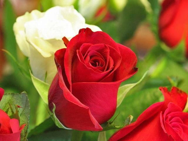 รูปภาพ:https://giftsalove.files.wordpress.com/2014/02/pictures-valentine-roses.jpg