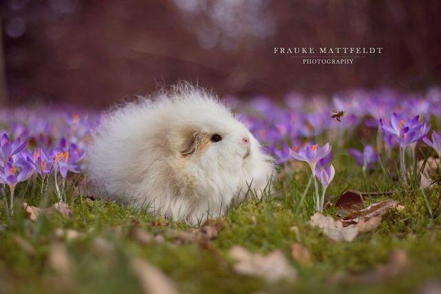 รูปภาพ:http://static.boredpanda.com/blog/wp-content/uploads/2017/04/spring_is_finally_here__by_apopfrauks-db167pi-5901e0f88ab18__700.jpg