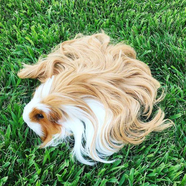 รูปภาพ:http://static.boredpanda.com/blog/wp-content/uploads/2017/04/long-haired-guinea-pigs-58fde6cb65da6__700.jpg