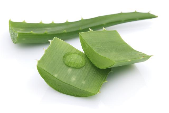 รูปภาพ:http://a3145z1.americdn.com/wp-content/uploads/2013/09/aloe-vera-health-beauty-benefits2.jpg