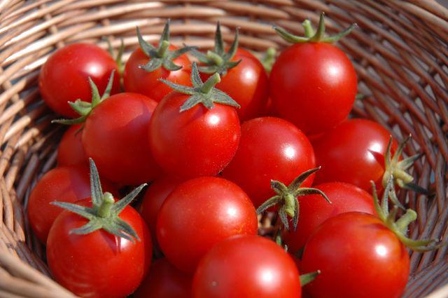 รูปภาพ:http://www.tomatodirt.com/images/homegrown-tomatoes-basket.jpg