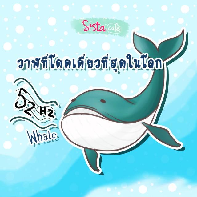 ภาพประกอบบทความ 52Hz Whale วาฬที่โดดเดี่ยวที่สุดในโลก