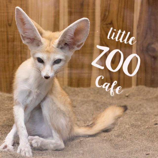 ตัวอย่าง ภาพหน้าปก:Little Zoo Cafe ขนสารพัดสัตว์หน้าใหม่ มาเอาใจคุณสาวๆ 