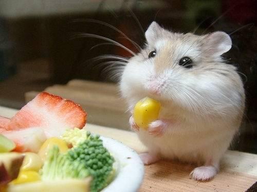 รูปภาพ:https://whatdohamsterseat.files.wordpress.com/2012/07/hamster-cuteness.jpg