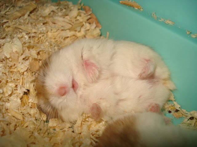 รูปภาพ:http://pre15.deviantart.net/3806/th/pre/f/2007/321/e/9/sleeping_hamster_by_totoro78.jpg