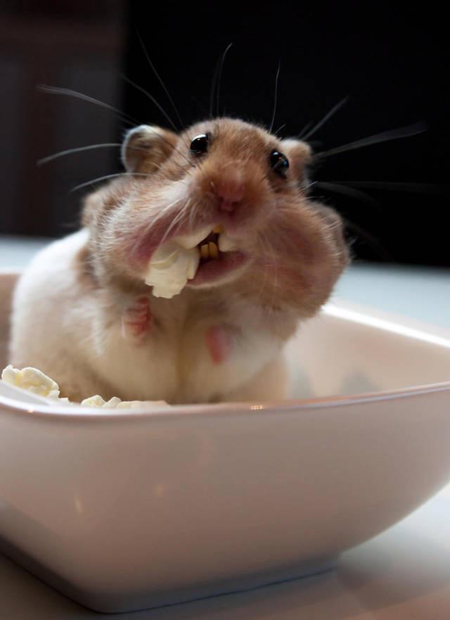 รูปภาพ:http://static.boredpanda.com/blog/wp-content/uploads/2015/09/cute-hamsters-231__880.jpg