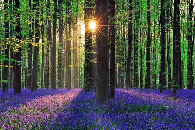รูปภาพ:https://www.demilked.com/magazine/wp-content/uploads/2014/06/bluebell-forest-hallerbos-belgium-nature-photography-2.jpg