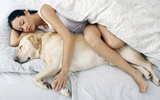 รูปภาพ:http://www.telegraph.co.uk/content/dam/Pets/28aug/sleeping-with-pets-large.jpg