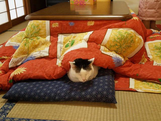 รูปภาพ:http://static.boredpanda.com/blog/wp-content/uploads/2015/10/kotatsu-japanese-heating-bed-table-10.jpg