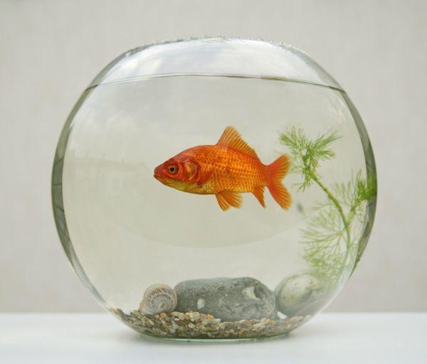รูปภาพ:https://www.mediastorehouse.com/p/172/goldfish-in-goldfish-bowl-with-weed-645258.jpg