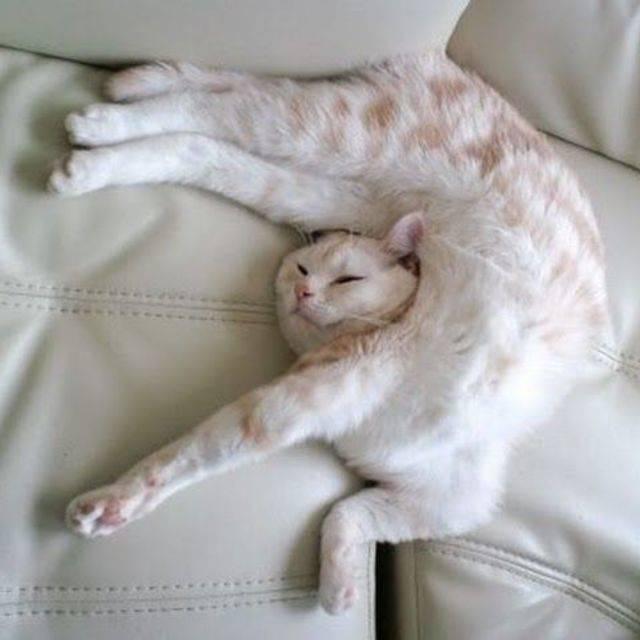 ตัวอย่าง ภาพหน้าปก:แมวเป็นสัตว์ตลก!! กระบวนท่านอนสุดแปลก ฮาน่ารักน่าหยิก