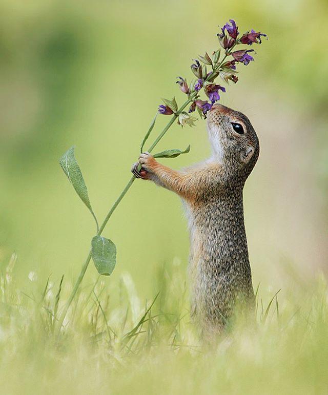 รูปภาพ:https://www.instagram.com/p/BefSOxlhVoy/?taken-by=julianradwildlife