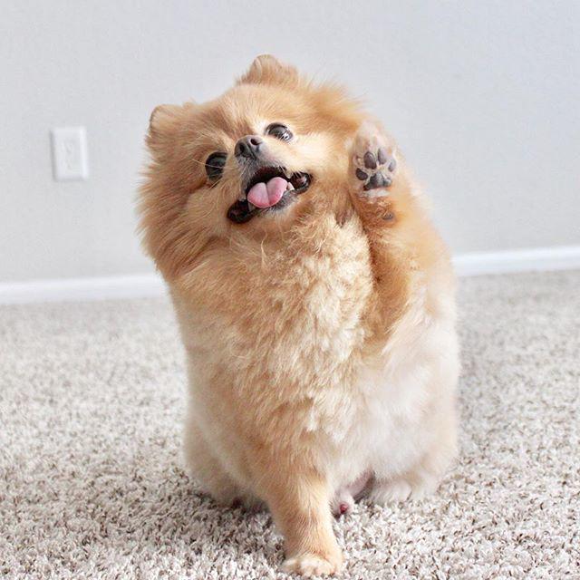 รูปภาพ:https://www.instagram.com/p/BiuoU8Olev6/?tagged=dogsofinstagram