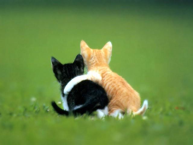 รูปภาพ:http://www.farmthaionline.com/Users/Admin/Images/pic_article_kitten_06.jpg