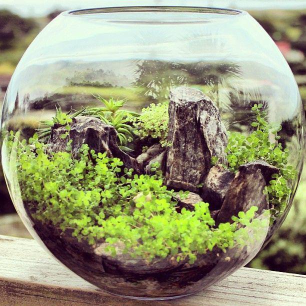 รูปภาพ:https://i.pinimg.com/736x/6f/f9/de/6ff9de3751152c26d5166fd8f4f35fd9--terrarium-plants-terrarium-ideas.jpg