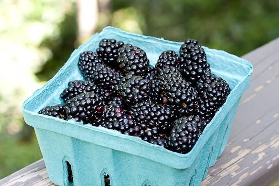 รูปภาพ:https://mikesorganicdelivery.com/wp-content/uploads/2017/07/Fresh-Blackberries.jpg