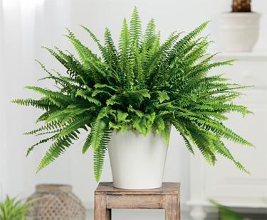 รูปภาพ:https://greenmylife-wpengine.netdna-ssl.com/wp-content/uploads/2017/02/Boston-Fern.jpg