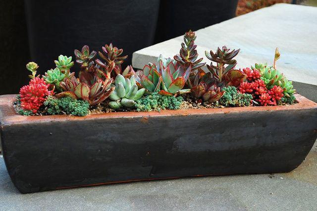 รูปภาพ:https://hips.hearstapps.com/ghk.h-cdn.co/assets/cm/15/11/54ff0d961cc4b-ghk-fake-green-thumb-succulents-s2.jpg?crop=0.846xw:1.00xh;0.109xw,0&resize=980:*