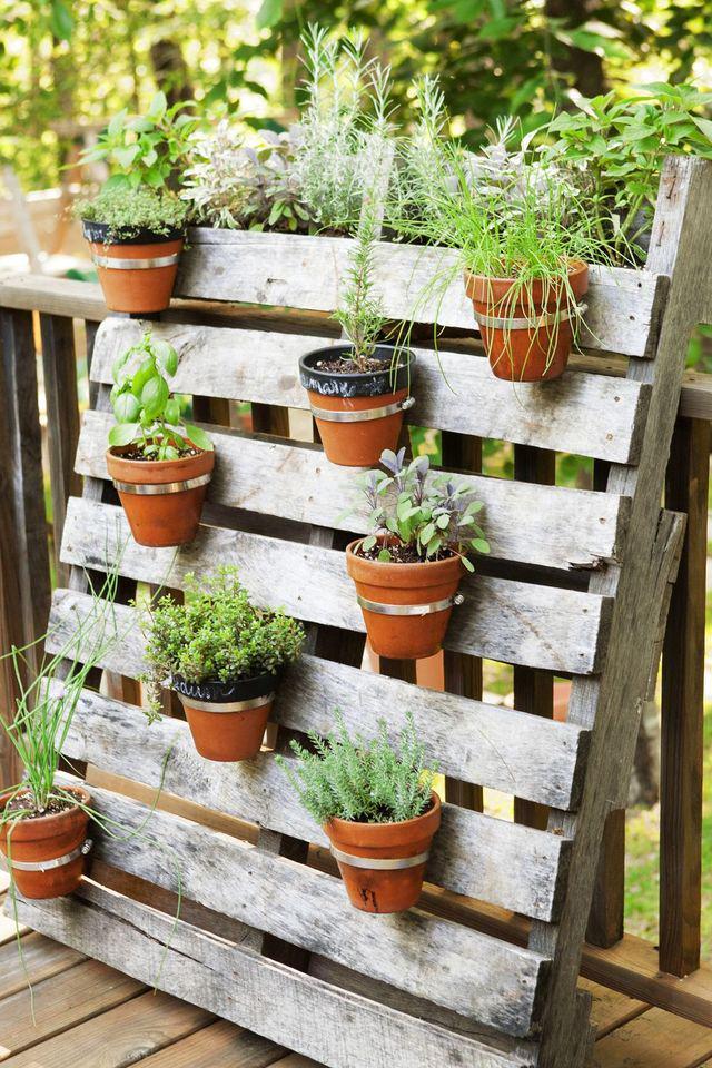 รูปภาพ:https://hips.hearstapps.com/ghk.h-cdn.co/assets/16/16/pallet-herb-garden.jpg?crop=0.915391656858899xw:1xh;center,top&resize=980:*