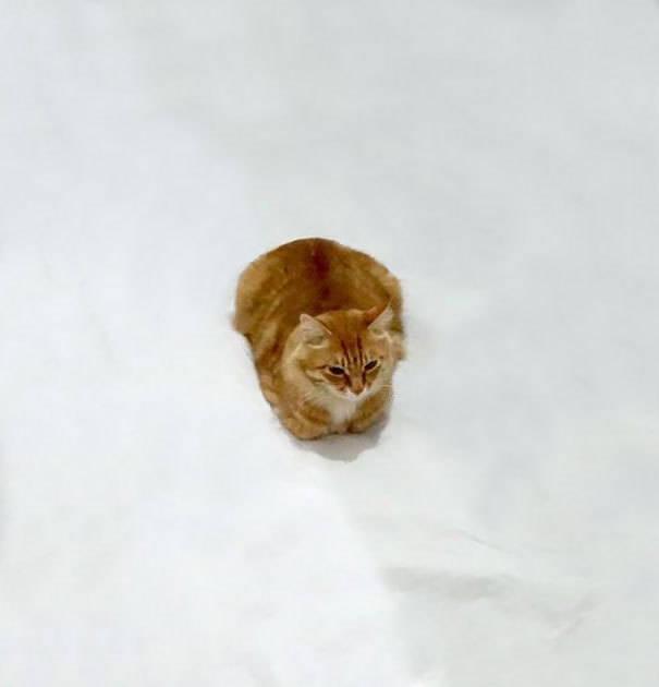 รูปภาพ:http://static.boredpanda.com/blog/wp-content/uploads/2015/12/funny-doodles-on-lovely-cat-photo.jpg