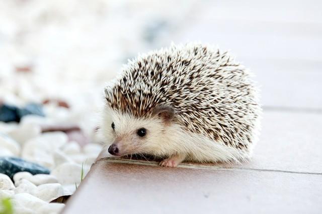 รูปภาพ:https://cdn.pixabay.com/photo/2014/10/01/10/44/hedgehog-468228_1280.jpg