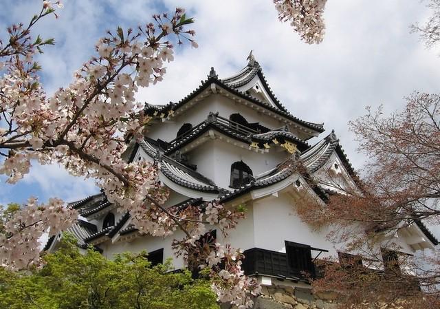 รูปภาพ:http://cdn.touropia.com/gfx/d/castles-in-japan/hikone_castle.jpg?v=8567d8f6424d4264f648dae833f46f13