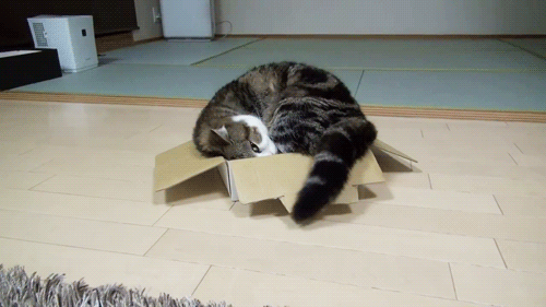 รูปภาพ:https://brightestyoungthings.com/wp-content/uploads/2014/07/GIF-Cat-loves-his-box.gif