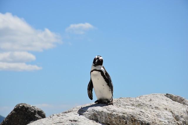 รูปภาพ:https://cdn.pixabay.com/photo/2015/03/03/15/51/penguin-657527_1280.jpg