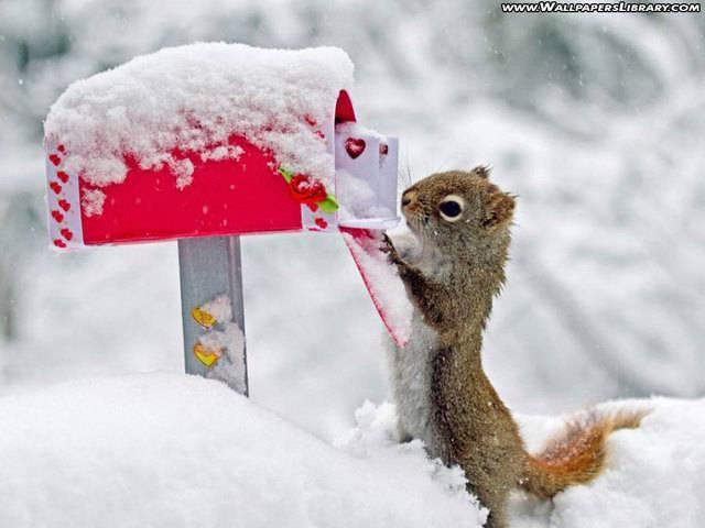 รูปภาพ:http://wallpaperhdbase.com/wp-content/gallery/funny-squirrel-images/Squirrel+Funny+Photo.jpg