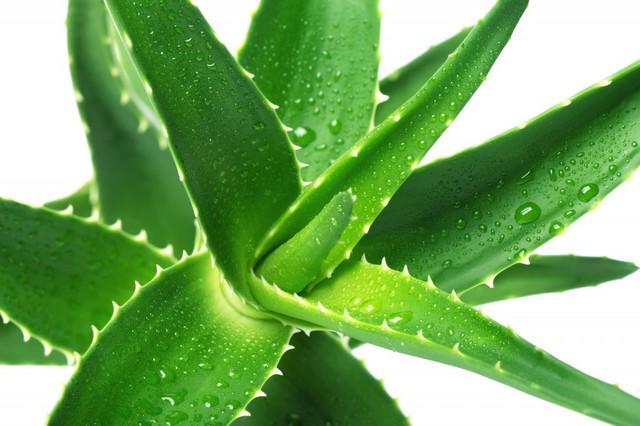 รูปภาพ:http://content.chemipan.net/home/images/content-img/Aloe-Vera-Gel-Benefits-1024x682.jpg