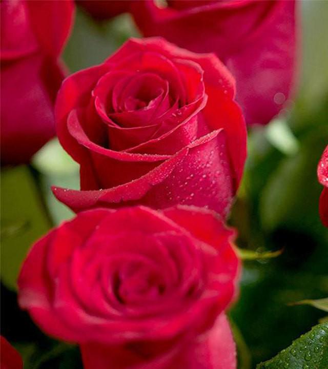 รูปภาพ:https://cdn2.stylecraze.com/wp-content/uploads/2013/08/1404-Top-25-Most-Beautiful-Red-Roses.jpg