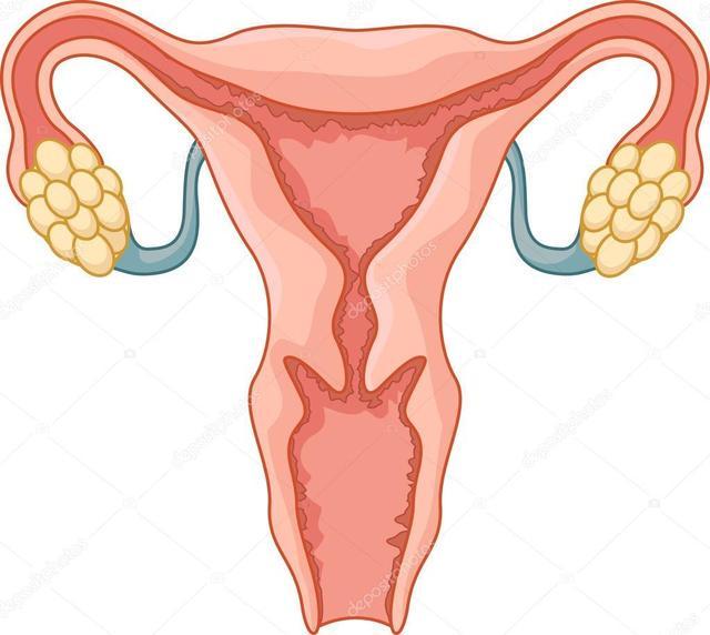 รูปภาพ:https://st2.depositphotos.com/3333179/8747/v/950/depositphotos_87471510-stock-illustration-female-reproductive-system-cartoon.jpg