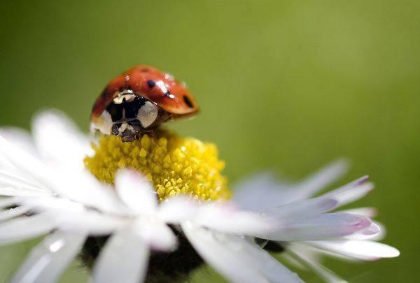 รูปภาพ:http://images.nationalgeographic.com/wpf/media-live/photos/000/262/cache/ladybug-macro_26203_600x450.jpg