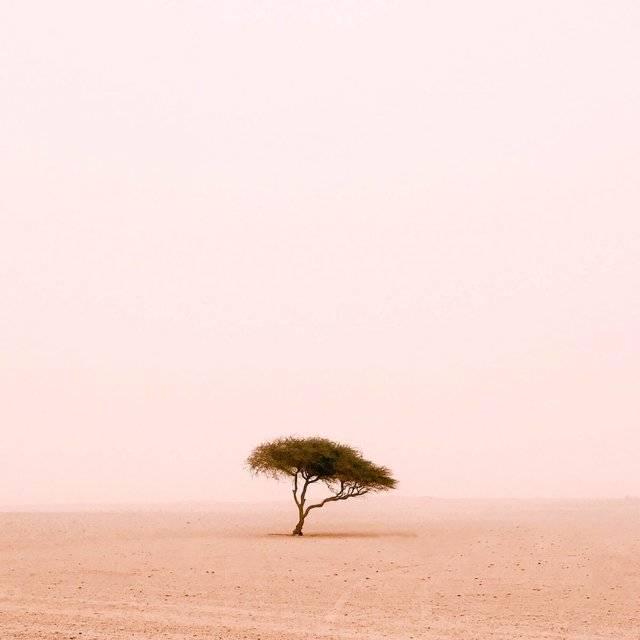 รูปภาพ:http://static6.businessinsider.com/image/567ad555c08a806f008b48d5-1200/ruairidh-mcglynn-took-a-series-of-tree-photos-in-qatar-but-this-one-felt-particularly-striking.jpg