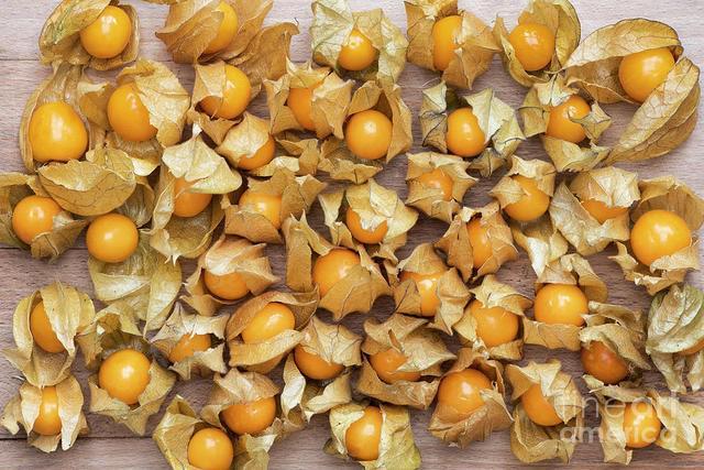 รูปภาพ:https://images.fineartamerica.com/images/artworkimages/mediumlarge/1/cape-gooseberry-fruit-tim-gainey.jpg