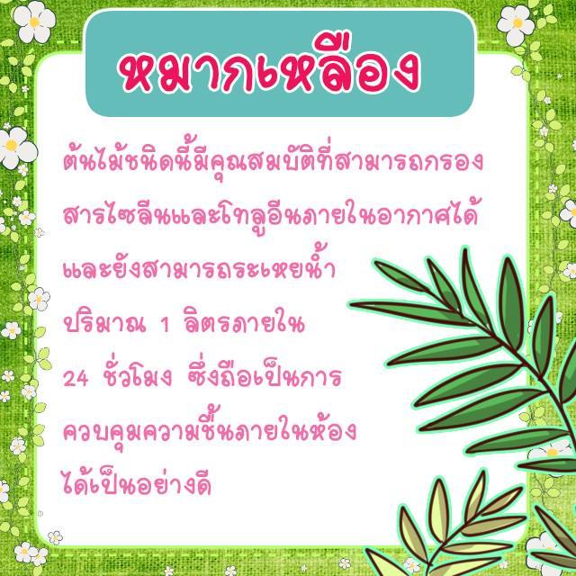 รูปภาพ: