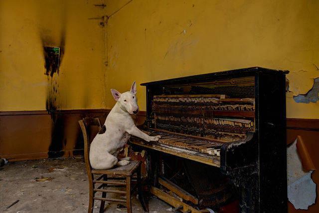 รูปภาพ:http://static.boredpanda.com/blog/wp-content/uploads/2015/12/me-and-my-dog-explore-abandoned-places-across-europe-5__880.jpg