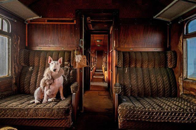 รูปภาพ:http://static.boredpanda.com/blog/wp-content/uploads/2015/12/me-and-my-dog-explore-abandoned-places-across-europe-6__880.jpg
