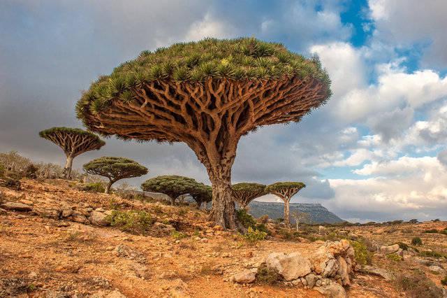 รูปภาพ:http://media1.popsugar-assets.com/files/2014/05/13/323/n/1922441/37bdbd5dfeb7cb5f_shutterstock_160106411.xxxlarge/i/Dragon-Trees-Yemen.jpg