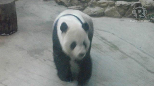 รูปภาพ:http://static.rappler.com/images/taipeitravel-5-zoo-20131024.jpg